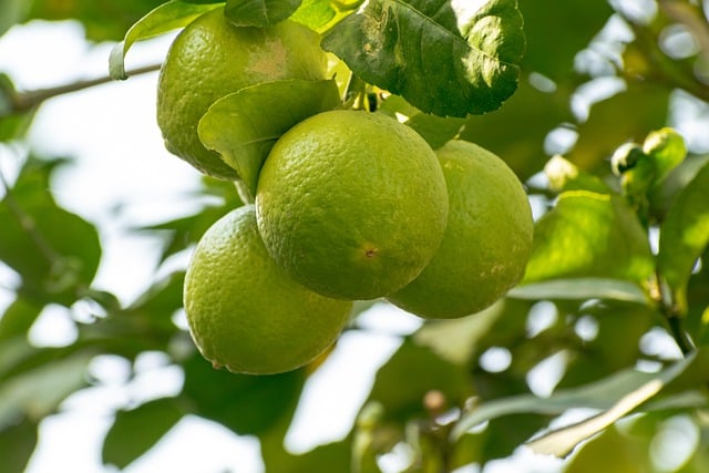 Frutas que não pode comer menstruada